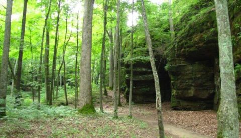 6 Deep Woods Trails In Illinois To Get Lost In This Spring