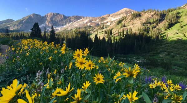 This Wildflower Meadow Trail In Utah Will Make You Feel Like You’re In A Fairy Tale