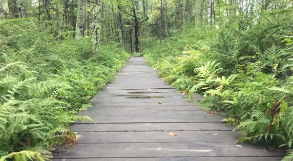 This Incredible Boardwalk Trail In Maine Is The Most Unique Hike Around