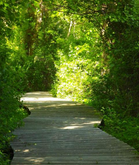 This Beautiful Boardwalk Trail In Massachusetts Is The Most Unique Hike Around