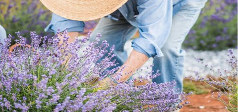 The Enchanting Lavender Farm In South Carolina Will Transport You Into A Sea Of Purple