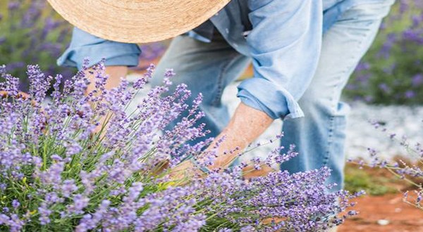The Enchanting Lavender Farm In South Carolina Will Transport You Into A Sea Of Purple