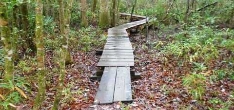 This Beautiful Boardwalk Trail In North Carolina Is The Most Unique Hike Around
