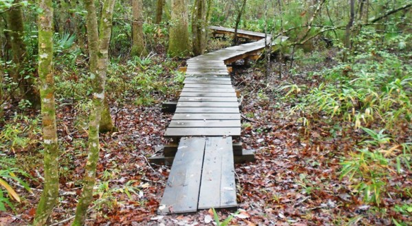 This Beautiful Boardwalk Trail In North Carolina Is The Most Unique Hike Around