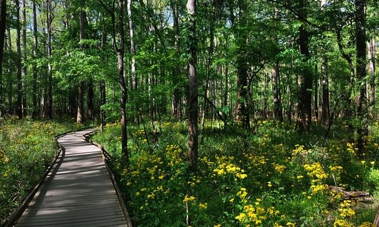 This Beautiful Boardwalk Trail In South Carolina Is The Most Unique Hike Around