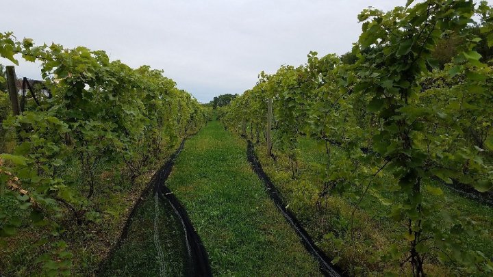 vineyard near cleveland