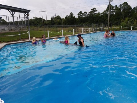 You Can Swim With Dolphins In Mississippi...And Here's Everything You Need To Know