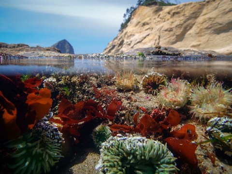 The One Beach In Oregon That You Absolutely Must Visit At Low Tide