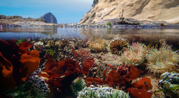 The One Beach In Oregon That You Absolutely Must Visit At Low Tide