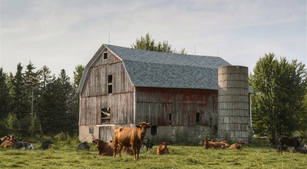 14 Dead Giveaways You Grew Up On A Wisconsin Farm