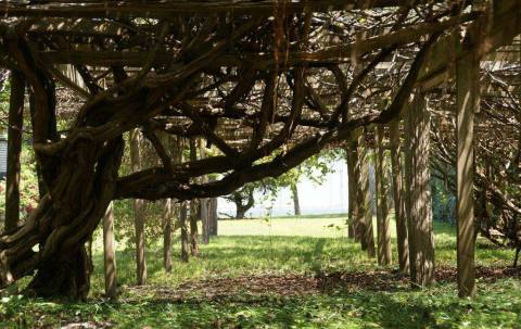 The Oldest Grapevine In America Is In North Carolina And You'll Want To See It