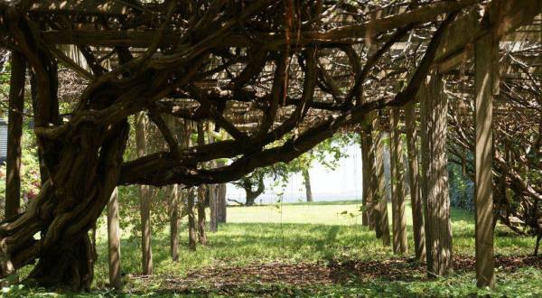 The Oldest Grapevine In America Is In North Carolina And You’ll Want To See It