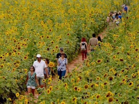 You're Going To Love This Amazing Sunflower Trail & Festival In Louisiana
