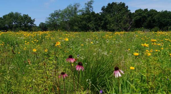 This Easy Wildflower Hike In Wisconsin Will Transport You Into A Sea Of Color