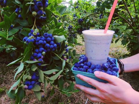 You’ll Have Loads Of Fun At These 8 Pick-Your-Own Fruit Farms In Maine