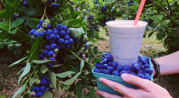 You’ll Have Loads Of Fun At These 8 Pick-Your-Own Fruit Farms In Maine
