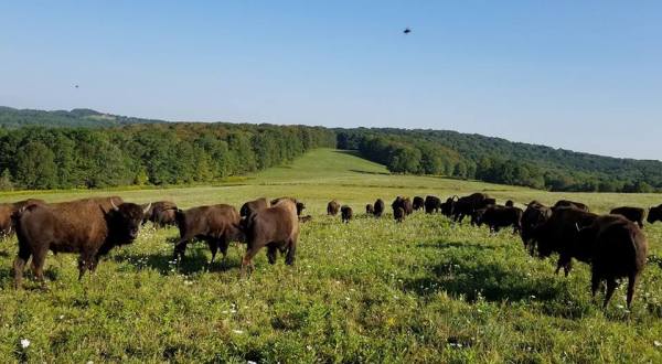 There’s A Bison Farm Near Buffalo And You’re Going To Love It