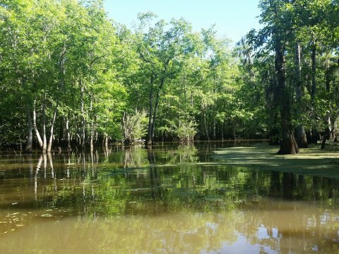 The One Swamp Tour Near New Orleans That'll Transport You To Another World