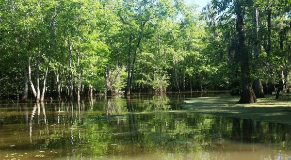 The One Swamp Tour Near New Orleans That’ll Transport You To Another World