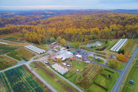 A Trip To This Delightful Peach Farm In Pennsylvania Is Absolute Perfection