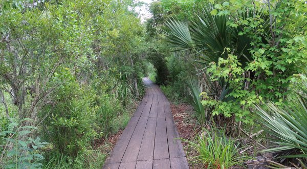 This Beautiful Boardwalk Trail Near New Orleans Is The Most Unique Hike Around