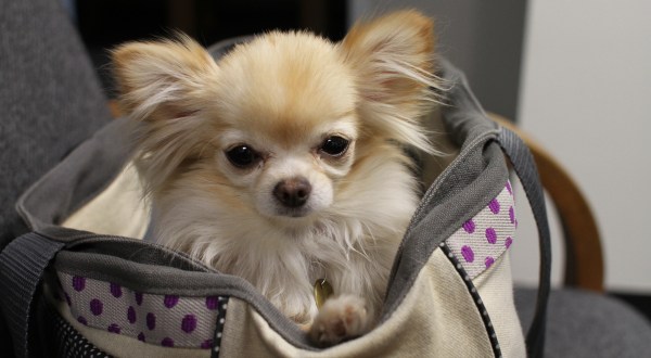 Here’s The Best Way To Travel If Your Four-Legged Friend Is Joining You