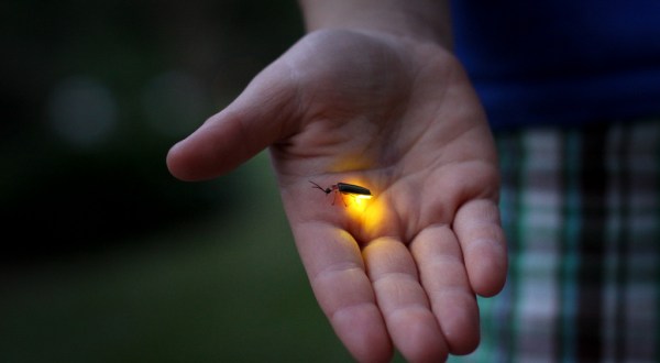 This Firefly Phenomenon In Wisconsin Will Enchant You In The Best Way Possible