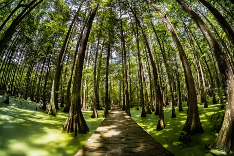 It's Impossible Not To Love This Massive State Park In Louisiana