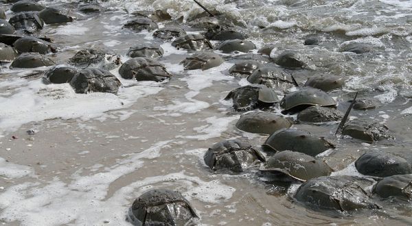 The Shores Of Connecticut’s Beaches Are Being Invaded By Thousands Of Living Fossils