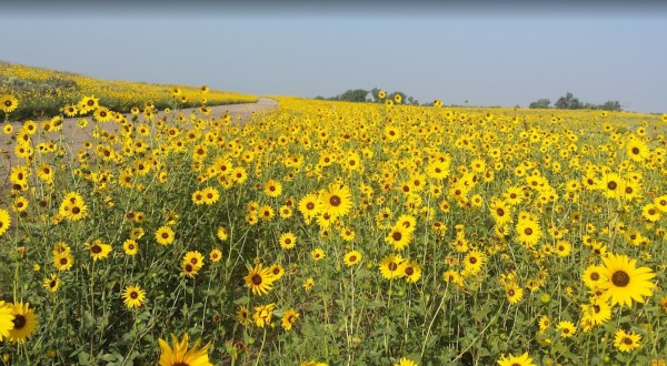 There’s So Much To Love About This Gorgeous Kansas Grassland Full Of Wildflowers