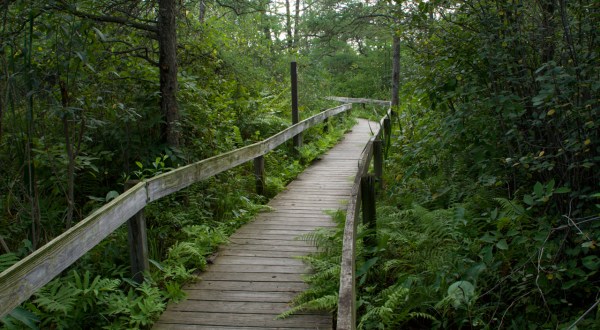 This Beautiful Boardwalk Trail In Illinois Is The Most Unique Hike Around