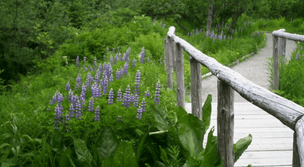 This Unique Rainforest Garden In Alaska Is The Stuff Of Dreams