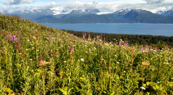 This Easy Wildflower Hike In Alaska Will Transport You Into A Sea Of Color