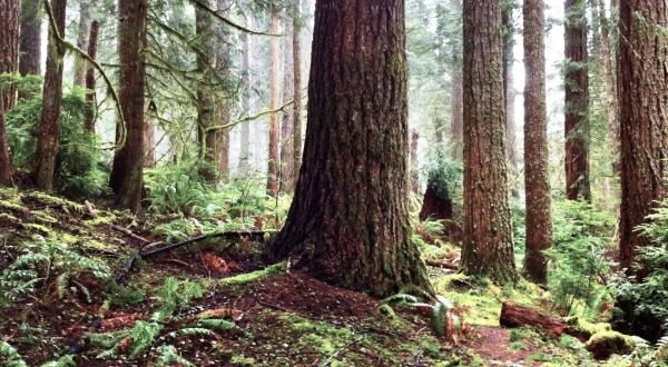 The Ancient Forest In Oregon That’s Right Out Of A Storybook