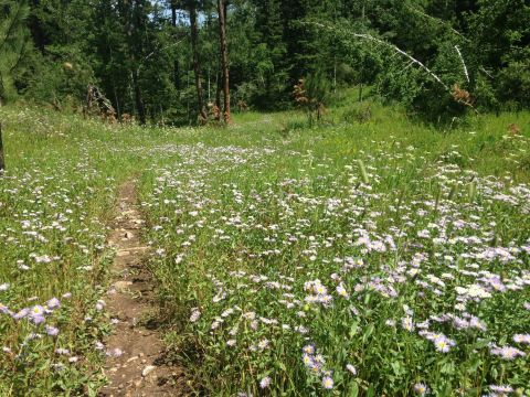 This Easy Wildflower Hike In South Dakota Will Transport You Into A Sea Of Color