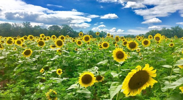 If You Live In Maryland, You’ll Want To Visit This Amazing Sunflower Field This Summer