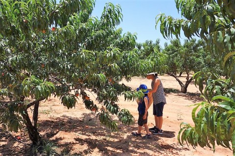 A Day Trip To This Peach Orchard Near Austin Is All You Need For Summer