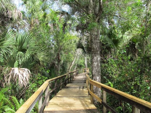 This Beautiful Boardwalk Trail In Florida Is The Most Unique Hike Around