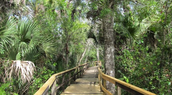 This Beautiful Boardwalk Trail In Florida Is The Most Unique Hike Around