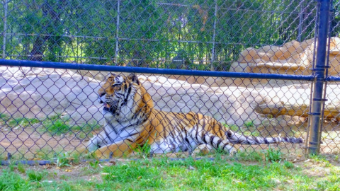 There's A Tiger Farm In Texas And You're Going To Love It