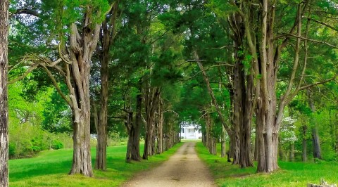 Maryland's Tunnel Of Trees Is Positively Magical And You Need To Visit
