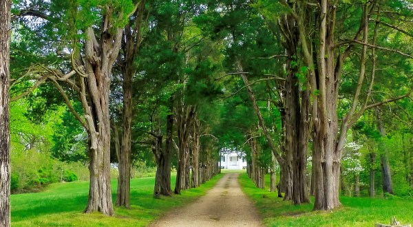 Maryland’s Tunnel Of Trees Is Positively Magical And You Need To Visit