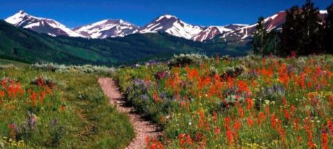 The One Wildflower Hike In The U.S. That Will Completely Mesmerize You