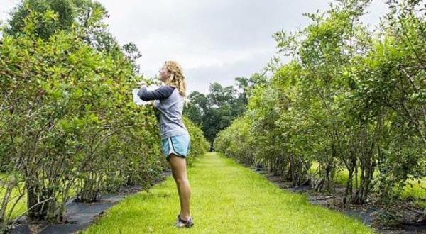 The Whole Family Will Enjoy A Visit To This U-Pick Farm In Louisiana