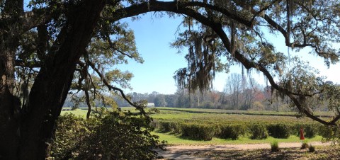 The Oldest Tea Plantation In America Is Right Here In South Carolina And It's Amazing