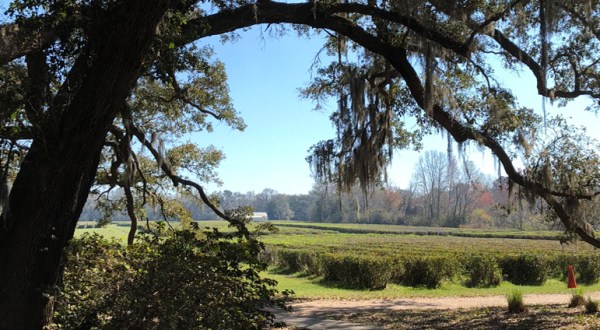 The Oldest Tea Plantation In America Is Right Here In South Carolina And It’s Amazing