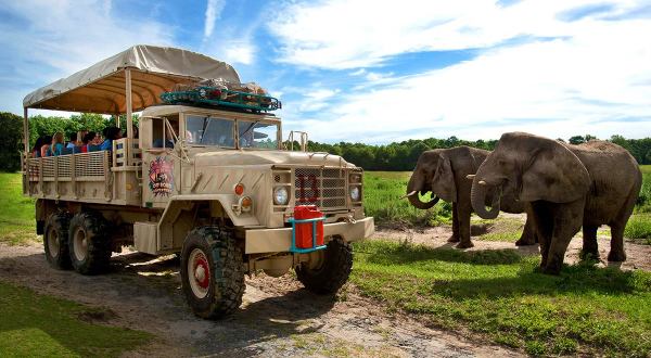 Most People Don’t Know You Can Stay Overnight At This Extraordinary Safari Park In New Jersey