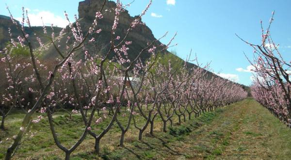 If You Only Visit One Colorado Orchard This Year Make It This One