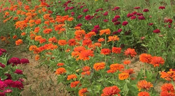 If There’s Any Time To Visit This One-Of-A-Kind North Carolina Flower Farm, This Summer Is It