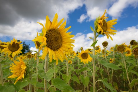Most People Don't Know About This Magical Sunflower Field Hiding Near Cleveland